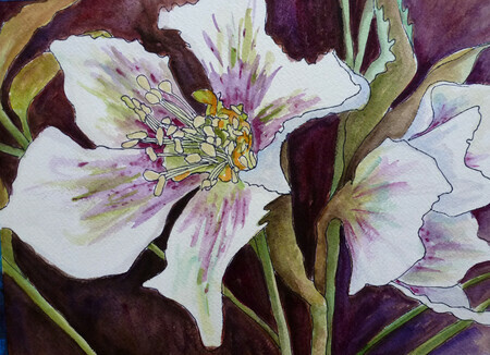 Another Hellebore