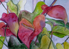 Anthurium