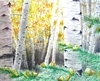 Aspen Forest