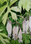 Bleeding Hearts