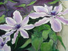 Clematis