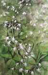 Dancing Tiarella