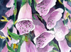 Foxglove