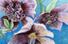 Hellebore Trio