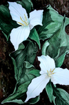 Janet's Trillium