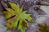 Lovely Maple Leaf