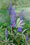 Lupine Garden