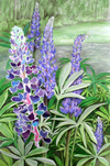 Lupine Garden Collage