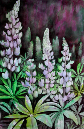 Lupines Galore
