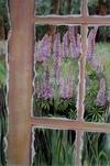 Lupines in View