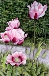 Pink Poppies