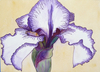 Showy Iris