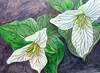 Trillium