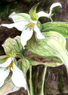 Trillium